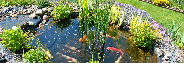 Gartenteich mit bunten Kois